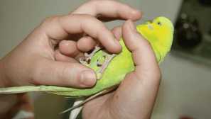 Co dělat, když papoušek stiskne tlapku, když sedí?